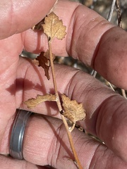 Brickellia californica