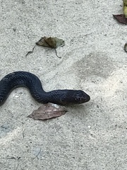 Masticophis flagellum flagellum