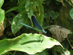 Matrona cyanoptera