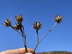 Centaurea melitensis
