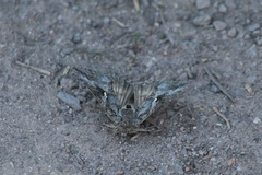 Plusiini