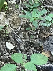 Masticophis flagellum flagellum