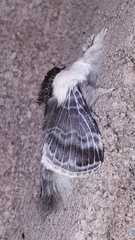 Tolype velleda
