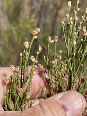Baccharis sarothroides