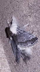 Tolype velleda