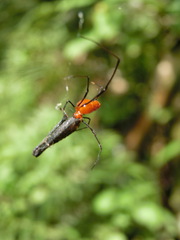 Argyrodes miniaceus