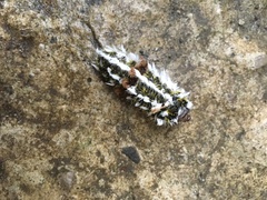 Megalopyge defoliata