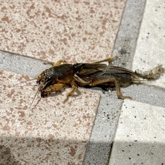 Gryllotalpa orientalis
