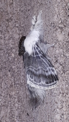 Tolype velleda