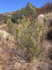 Baccharis sarothroides