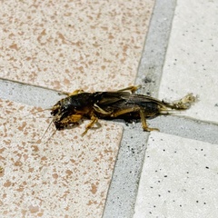 Gryllotalpa orientalis