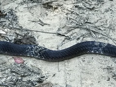 Masticophis flagellum flagellum