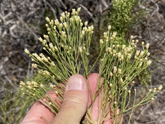 Baccharis sarothroides