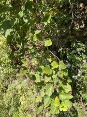 Physocarpus intermedius