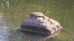 Apalone spinifera emoryi