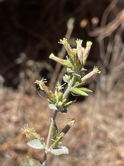 Brickellia californica