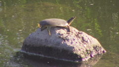 Apalone spinifera emoryi