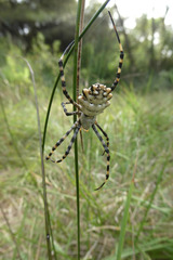 Argiope lobata