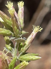 Brickellia californica