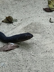 Masticophis flagellum flagellum