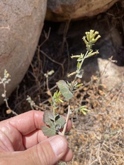 Brickellia californica