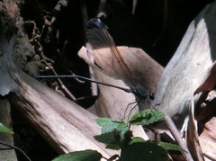 Psolodesmus mandarinus