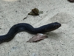 Masticophis flagellum flagellum
