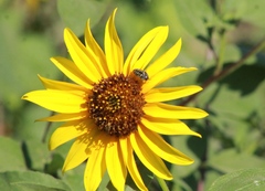 Acmaeodera disjuncta