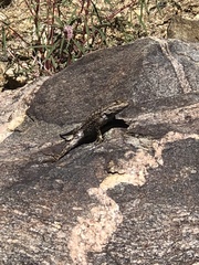 Sceloporus occidentalis longipes