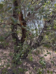 Quercus agrifolia agrifolia
