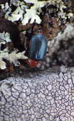 Collops tricolor