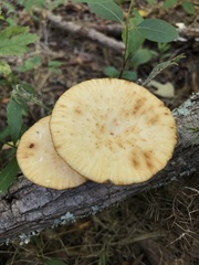 Polyporus fagicola