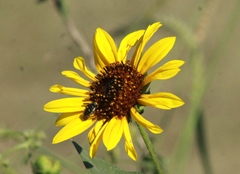 Acmaeodera disjuncta