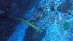 Aulostomus chinensis