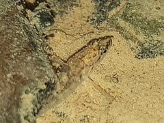 Etheostoma flabellare