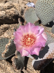 Opuntia basilaris basilaris