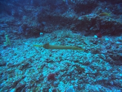 Aulostomus chinensis