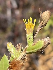 Hazardia squarrosa