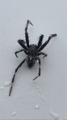Araneus saevus
