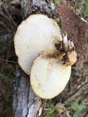 Polyporus fagicola