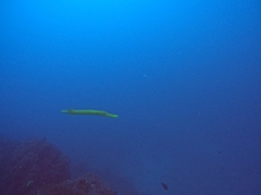 Aulostomus chinensis