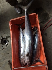 Scomberomorus concolor