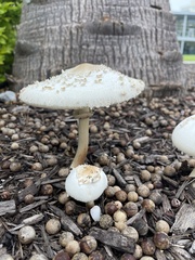 Chlorophyllum molybdites image