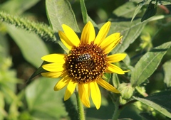 Acmaeodera disjuncta