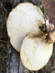 Polyporus fagicola