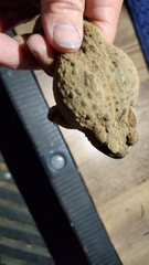 Anaxyrus boreas