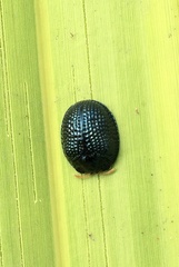 Hemisphaerota cyanea