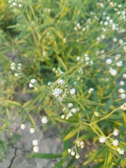 Florestina tripteris