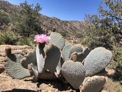 Opuntia basilaris basilaris