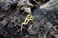 Clavariaceae